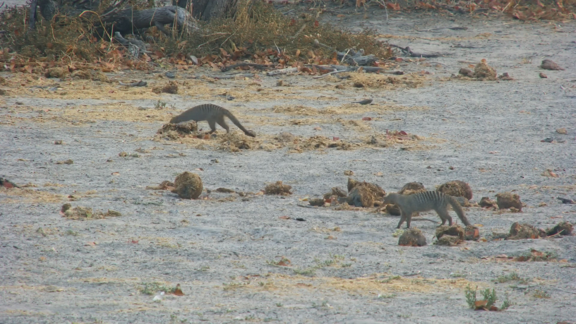 Foraging Frenzy: Mongoose Troop at Twin Pans