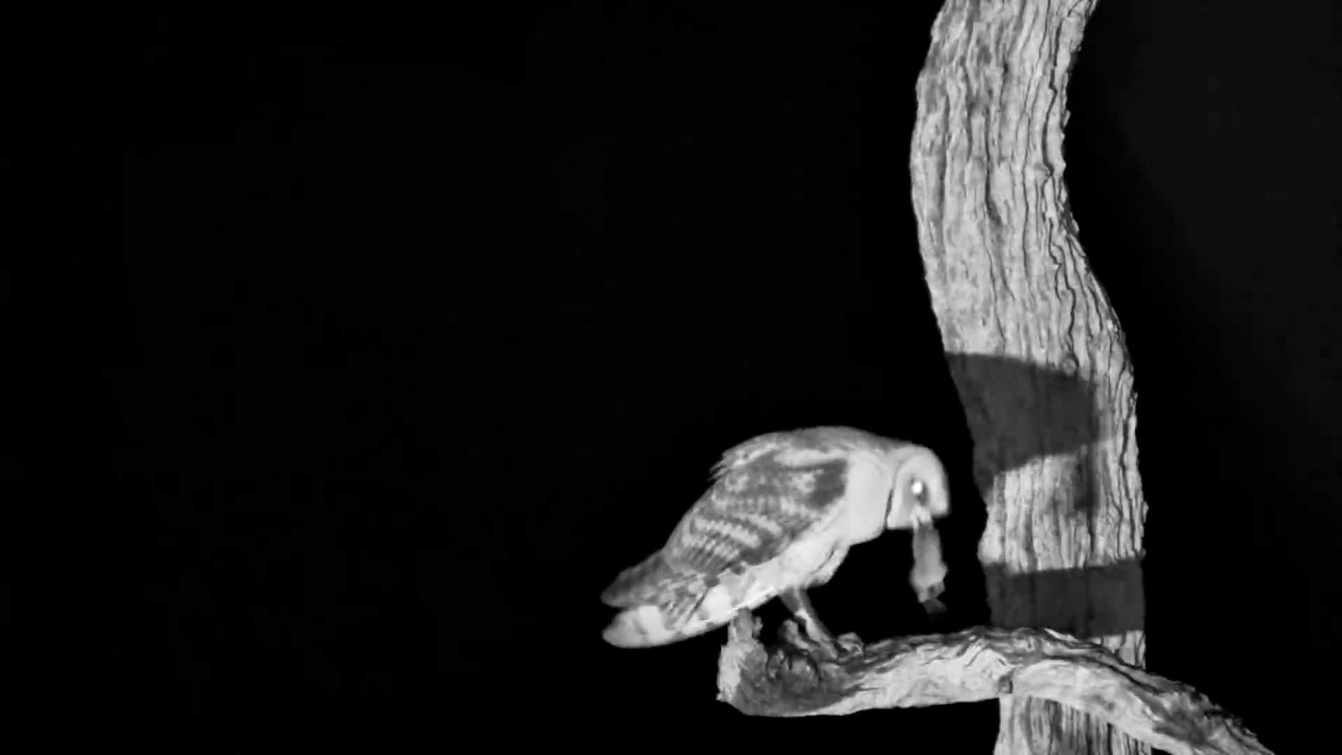 Barn Owl Eats a Mouse