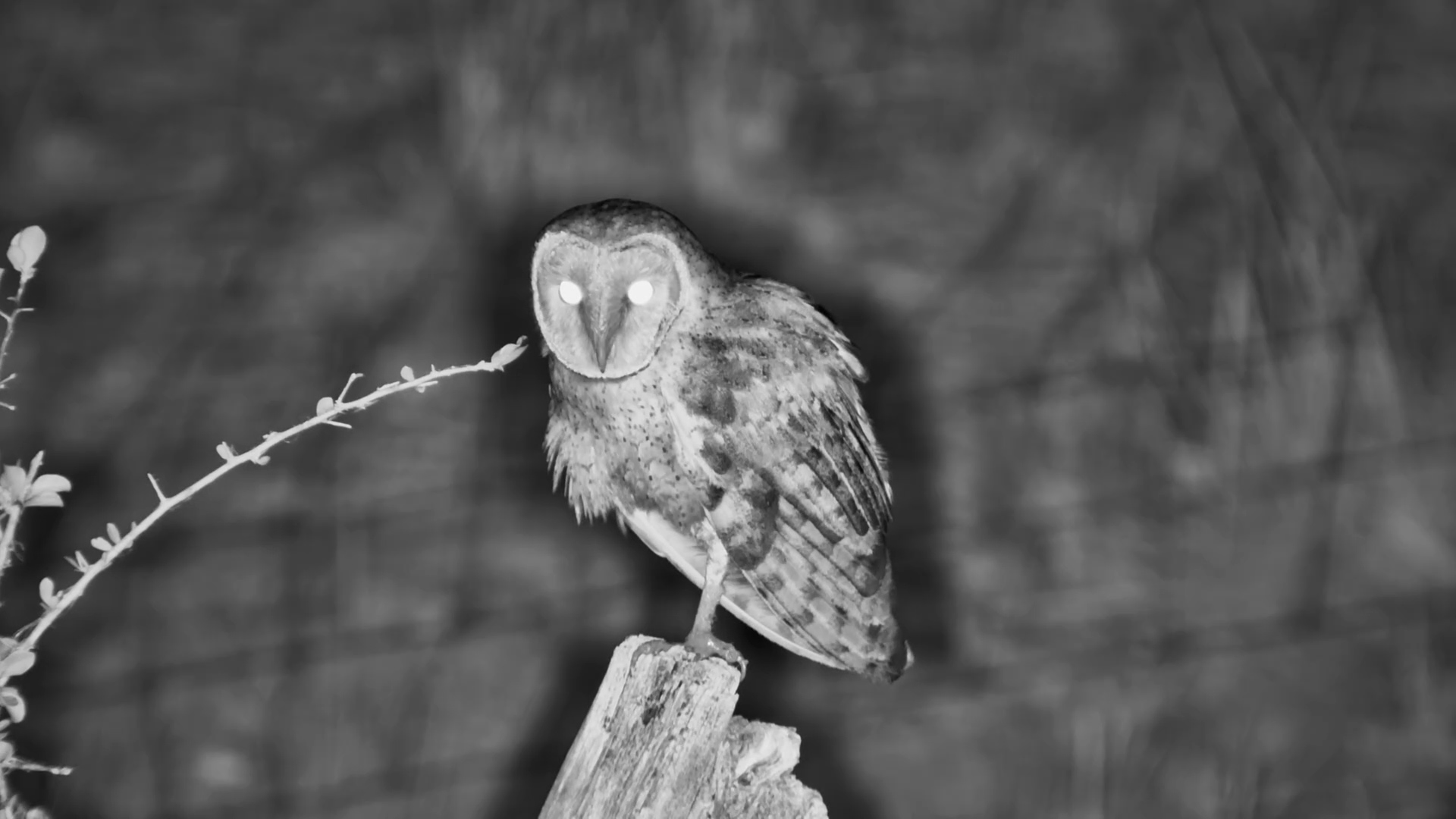 Nocturnal Beauty: Barn Owl Perched by the Waterhole