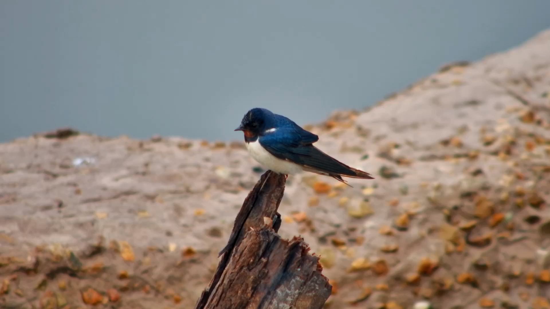 Little Barn Swallow at Elephant Pan
