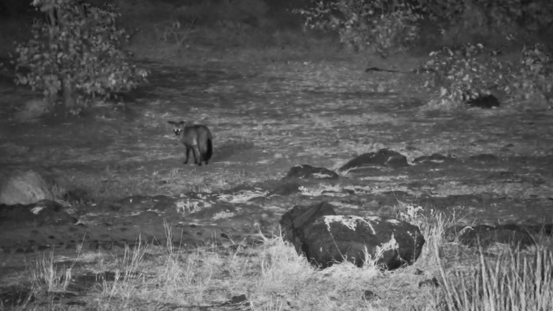 One of Africa’s Cutest Predators Makes a Rare Appearance