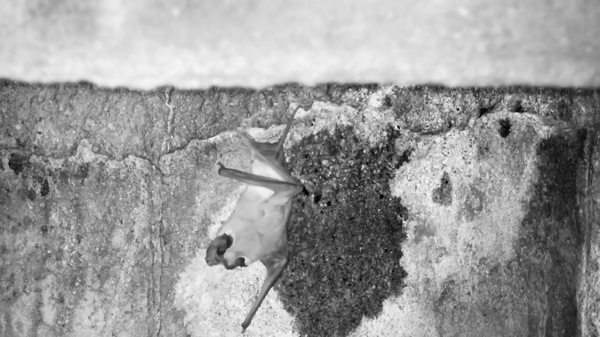 Bat Under the Bridge at Kruger Shalati