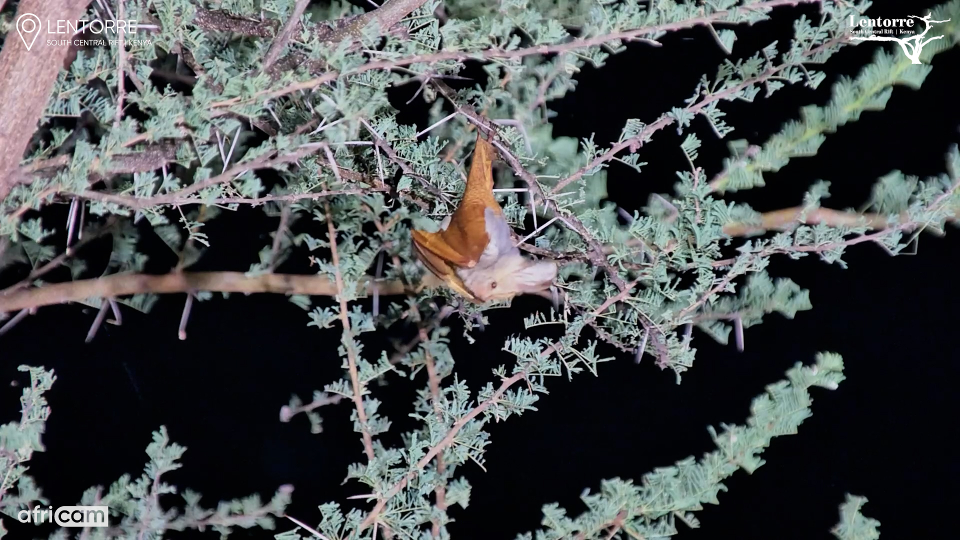 A Bat Hanging in the Dark