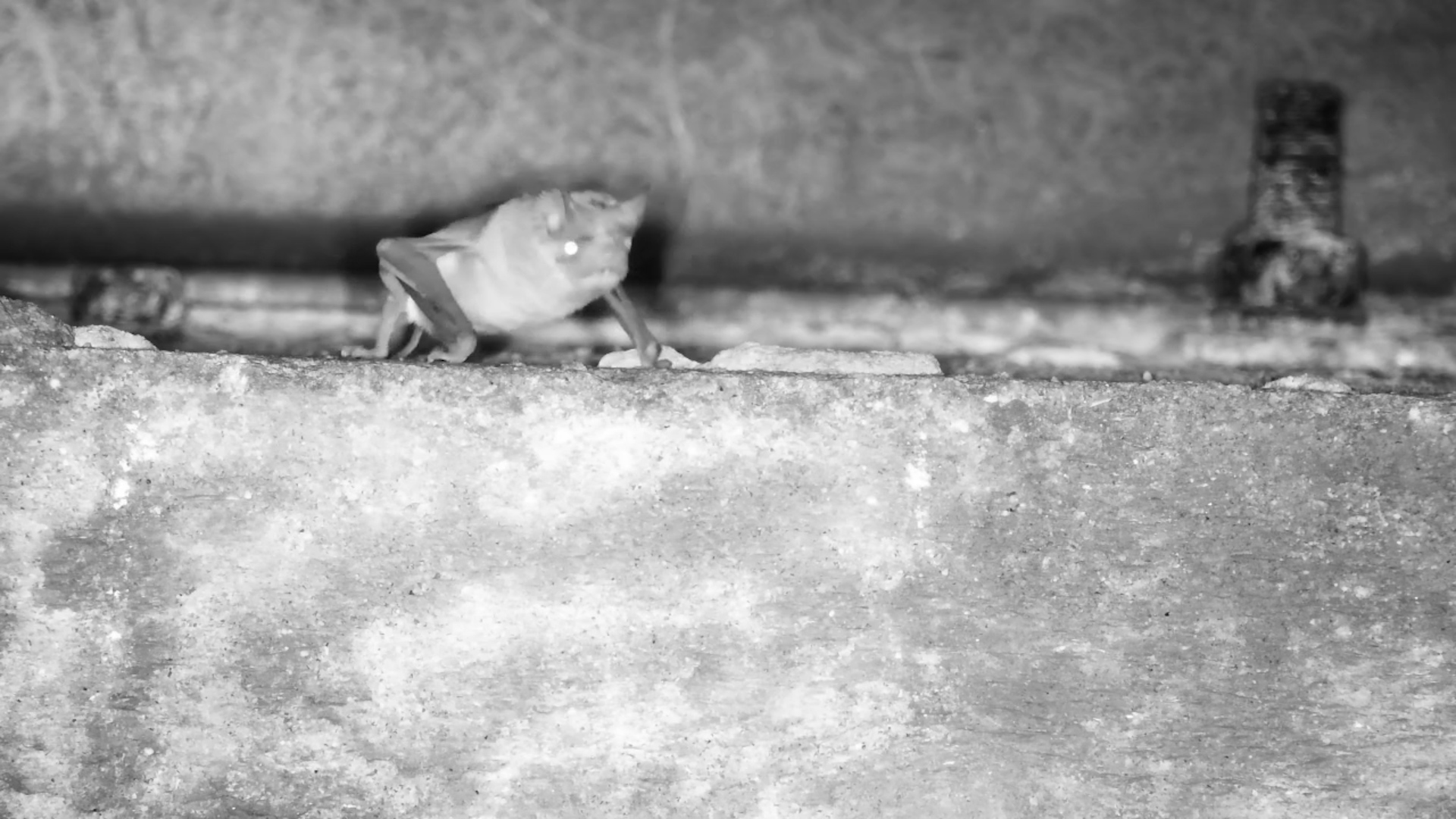 Free-Tailed Bat Resting Under the Bridge