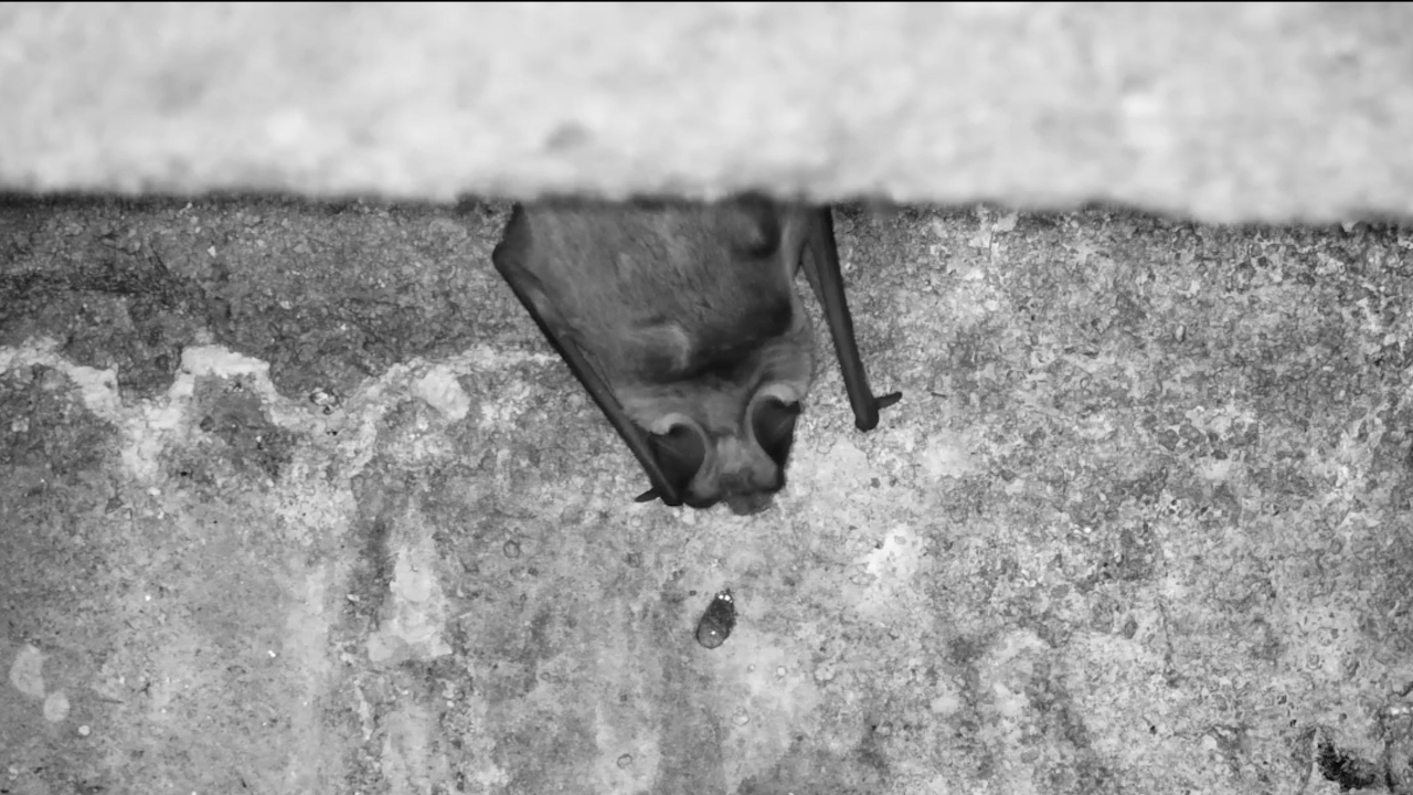 The Secret Life Beneath the Bridge