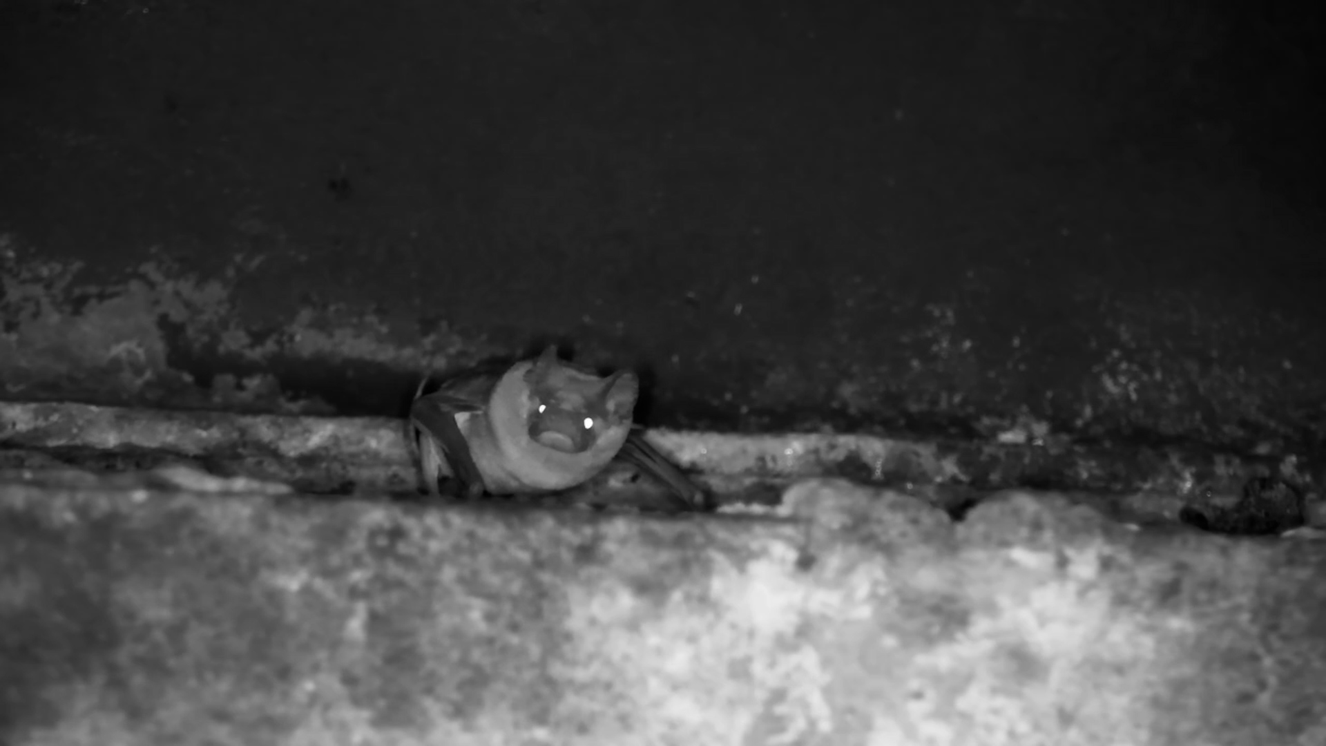 Free-Tailed Bat Roosts Under the Bridge