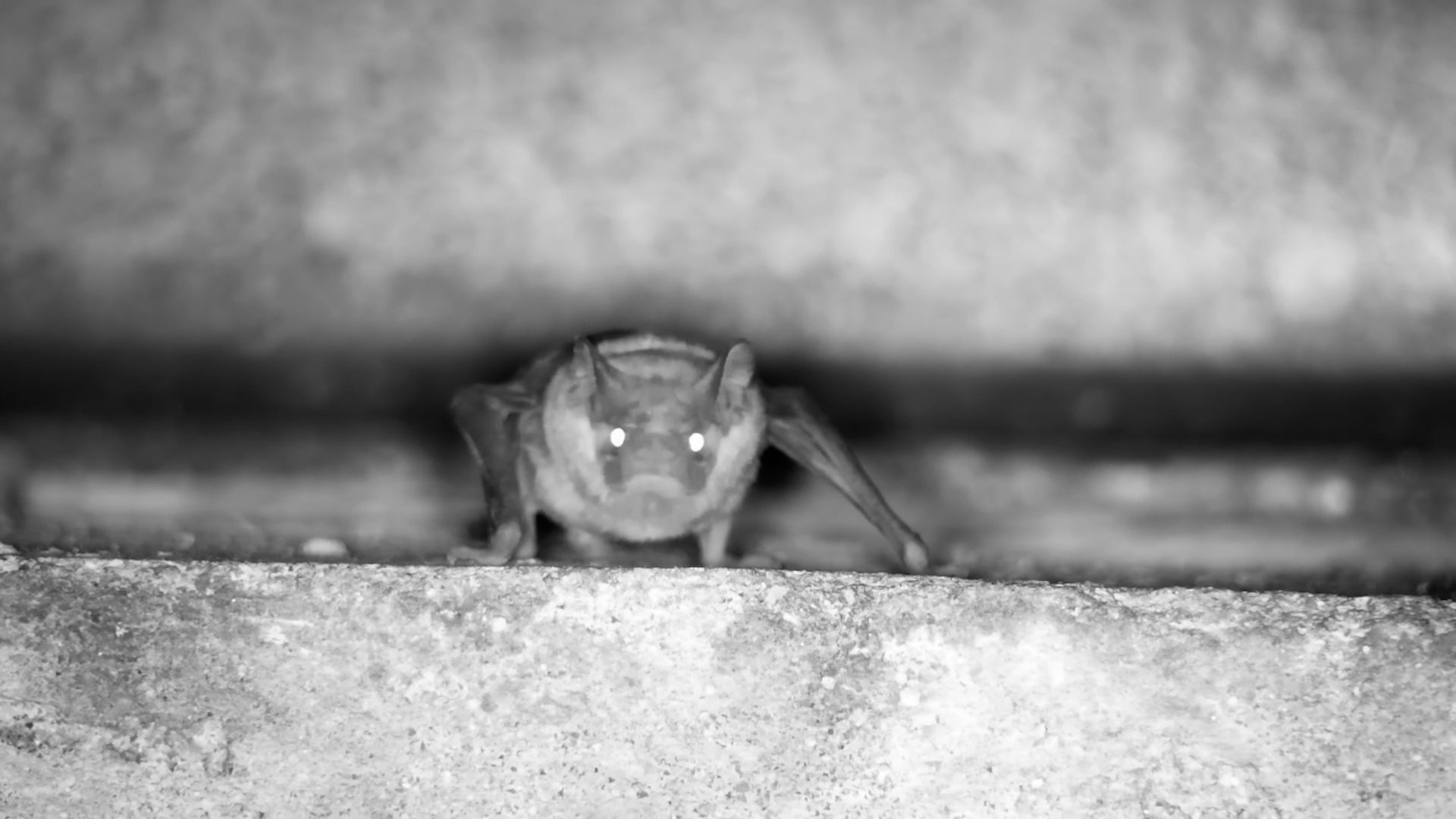 Bat Spotted Under the Bridge