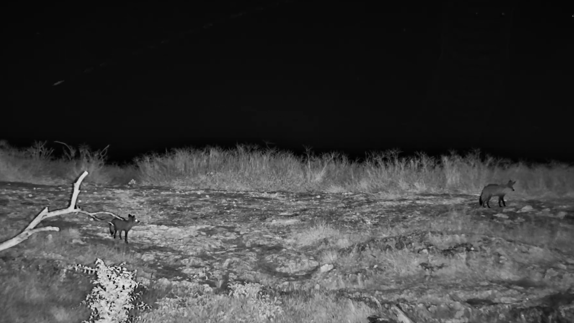 When the Sun Sets… Bat-Eared Foxes Come Out to Play