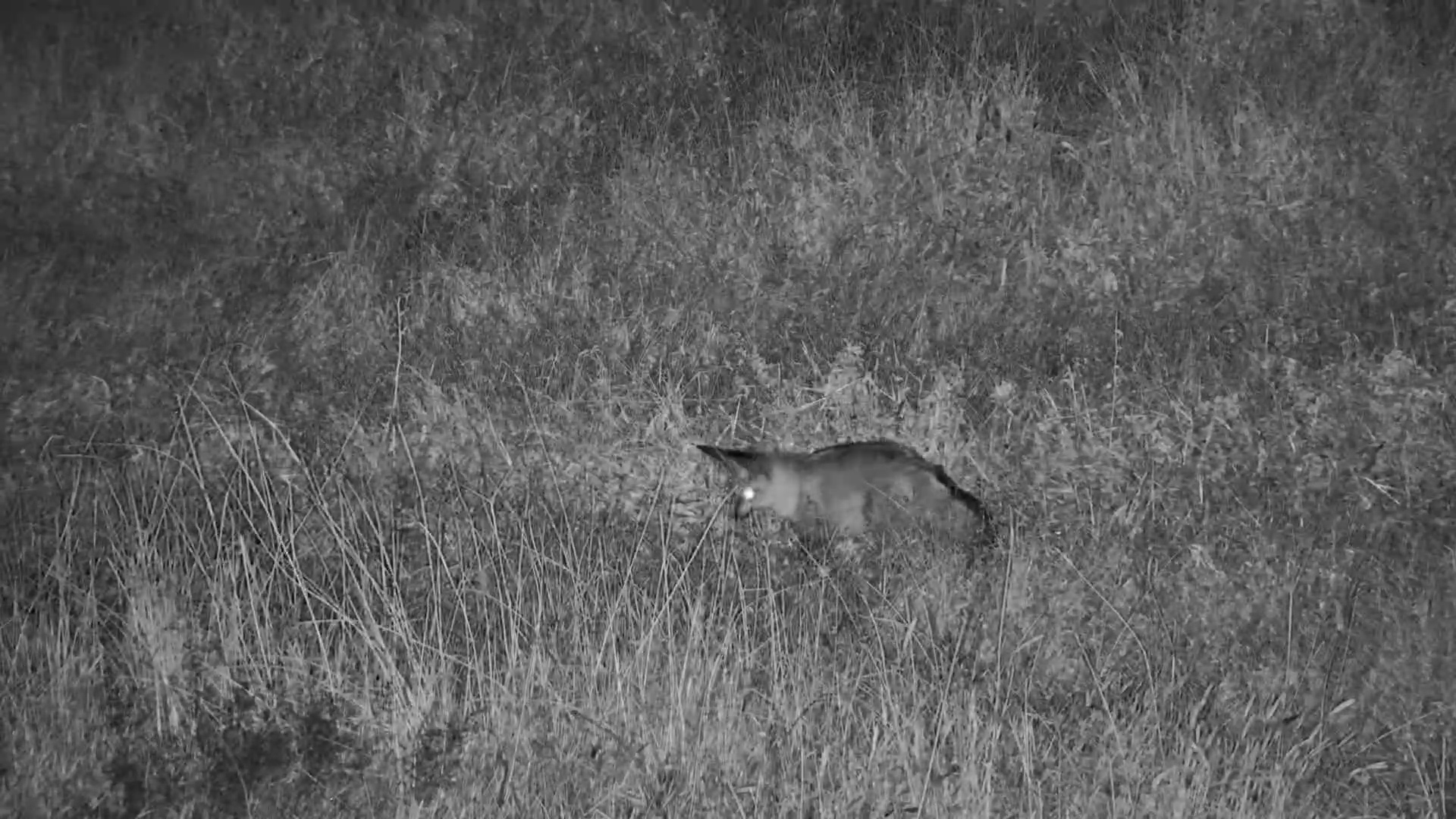 Bat-Eared Fox Hunting Like a Ninja