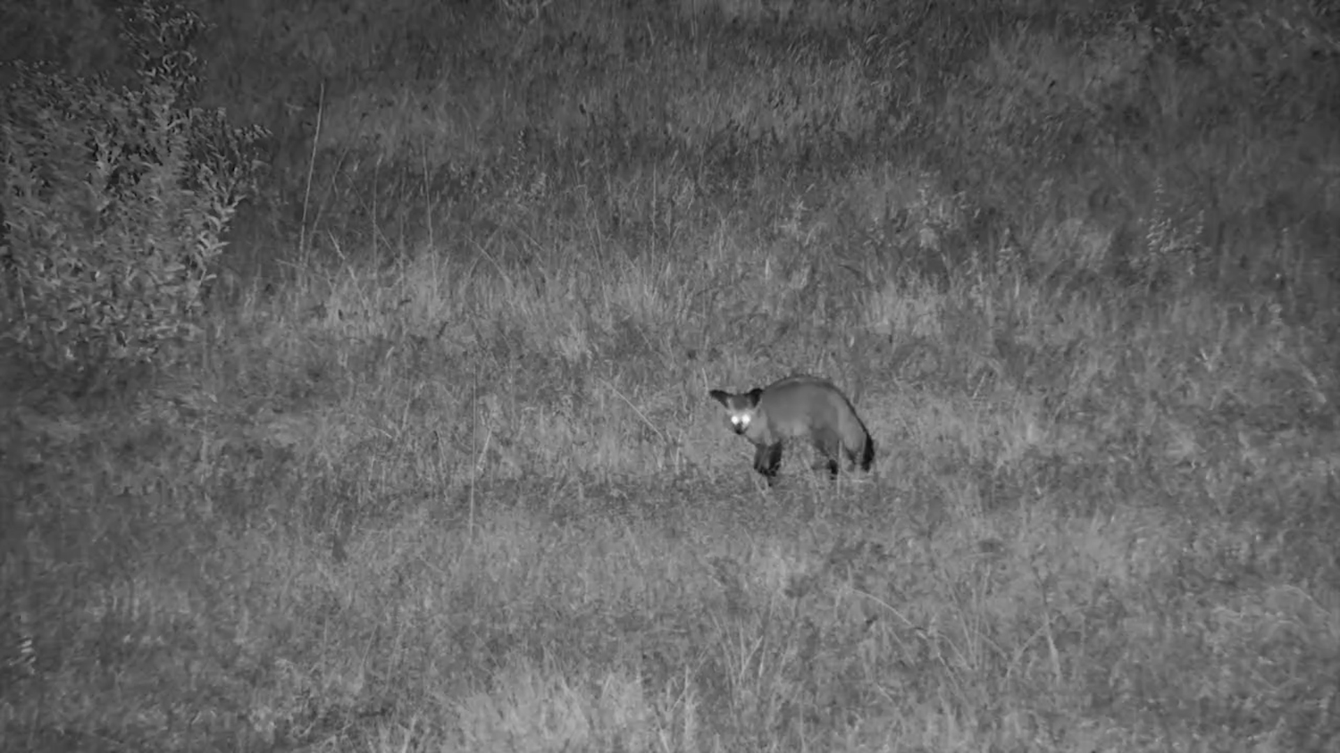 Hop, Listen, Pounce! Fox on the Hunt After Dark
