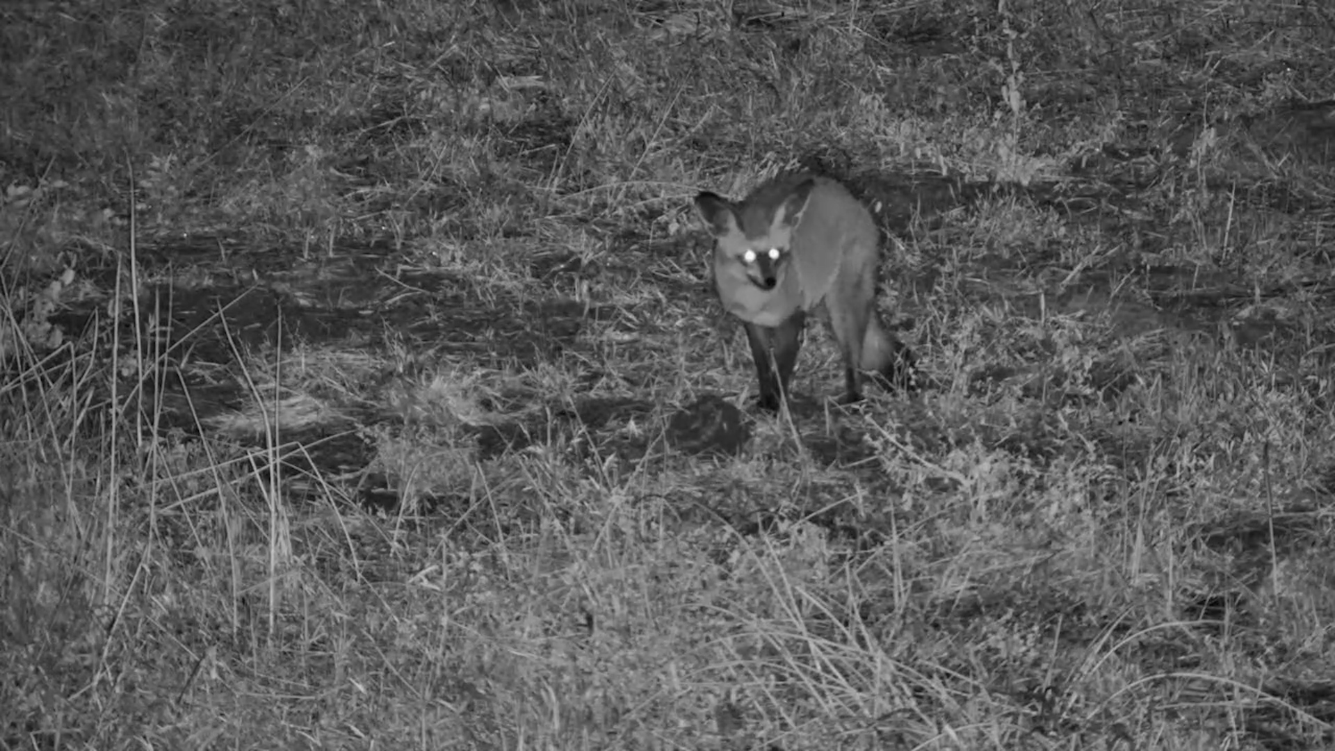 Those Ears Pick Up Everything…