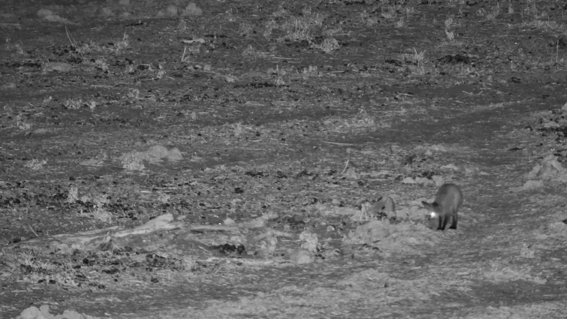 Bat-Eared Fox with a Missing Tail Tip