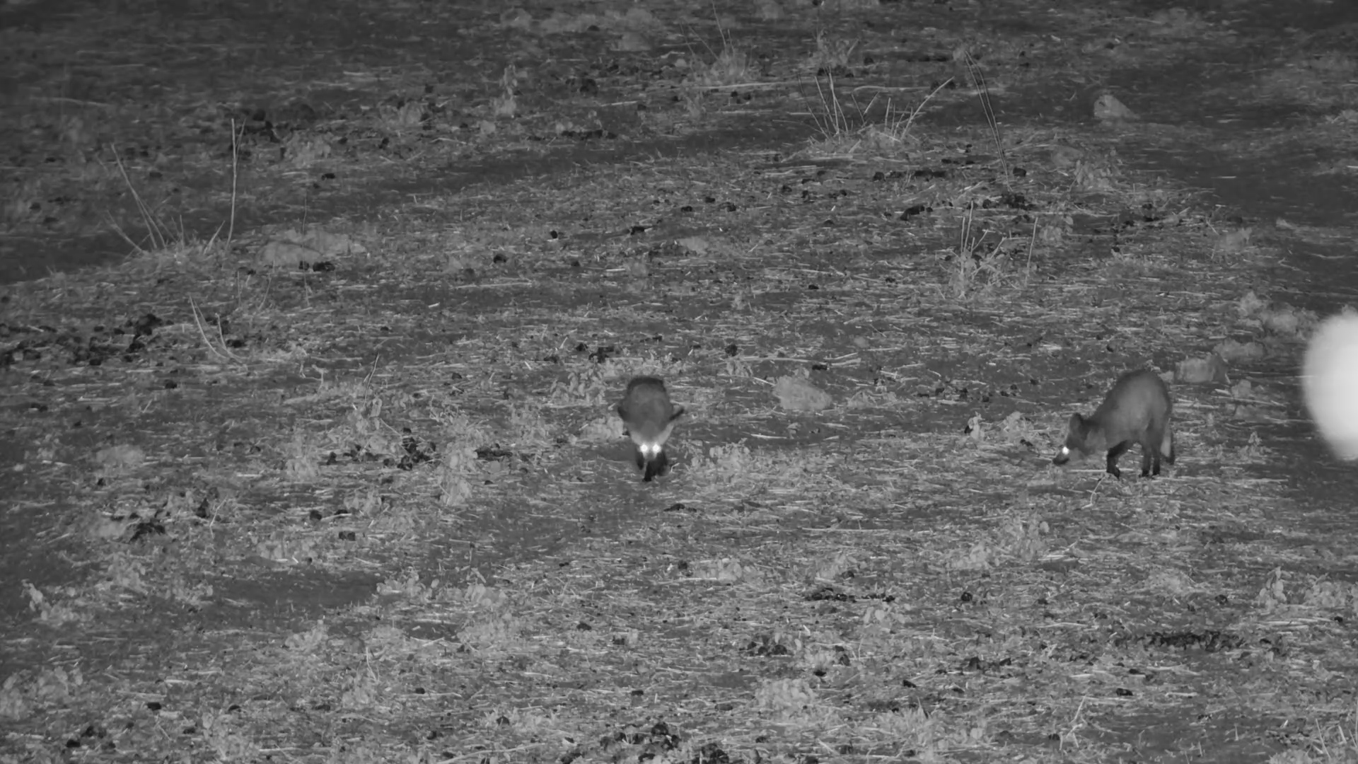 Bat-Eared Foxes Searching for Food