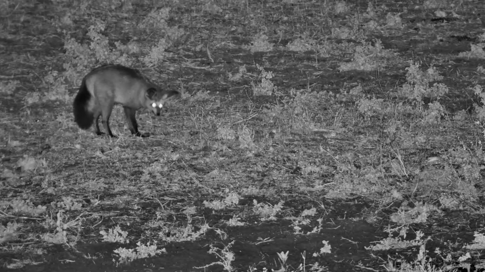 They Can HEAR Their Dinner Hiding!
