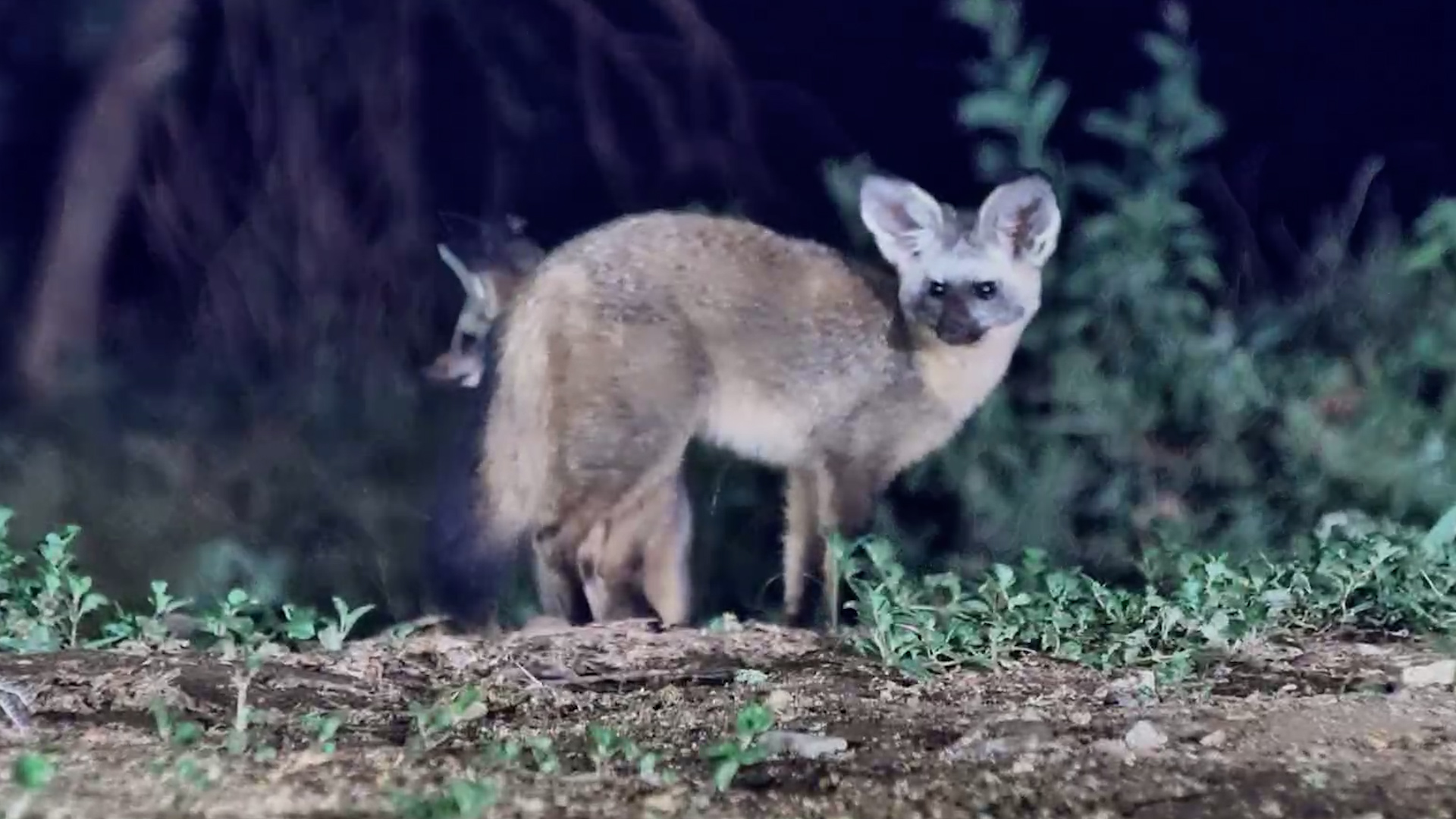 Bat-Eared Fox Family Appears Briefly at the Waterhole