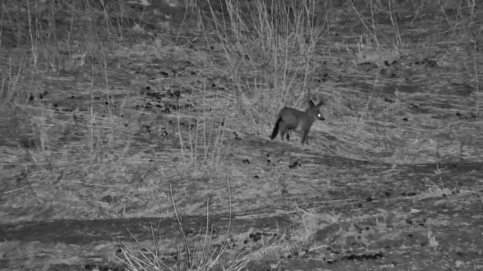 Bat-Eared Foxes Foraging in the Dark