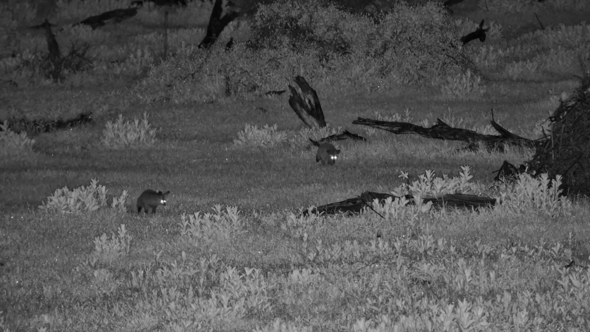Bat-Eared Foxes on the Hunt
