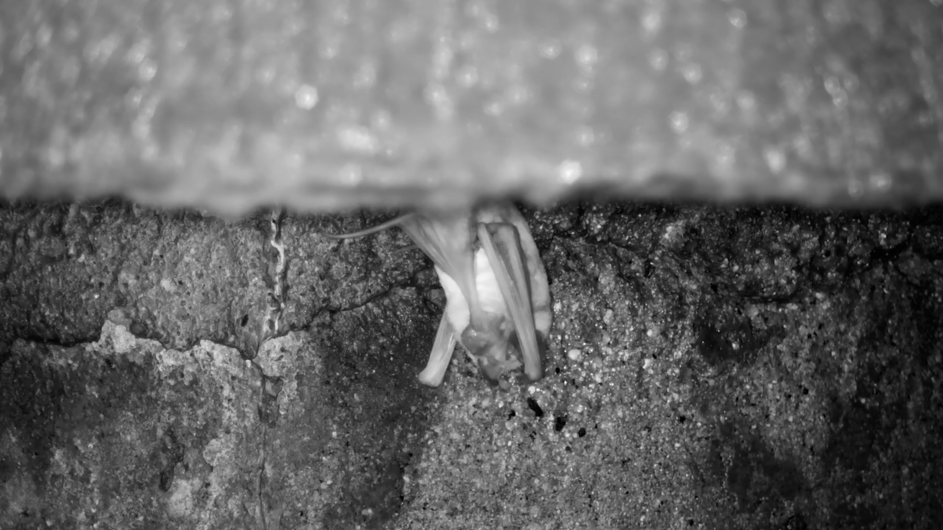 Bat Caught Grooming at Night