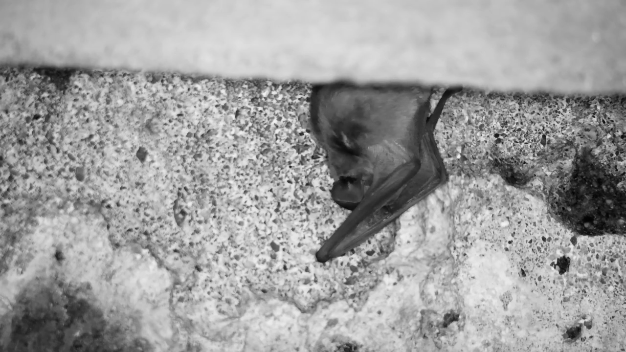Bat Grooming in the Shadows