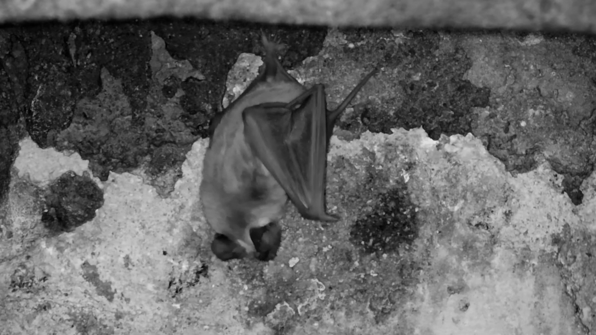 Bat Scratches Away Under the Bridge