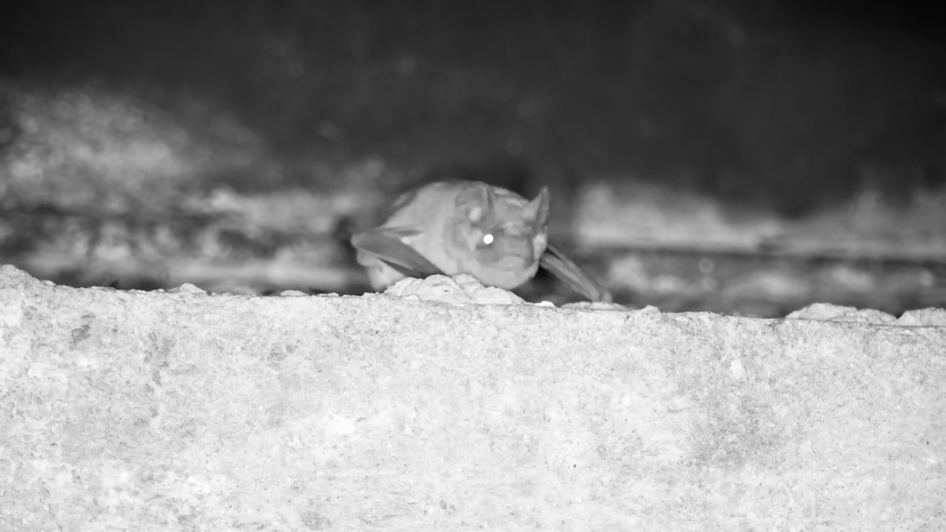 Peaceful Bat Takes a Break at Kruger Shalati