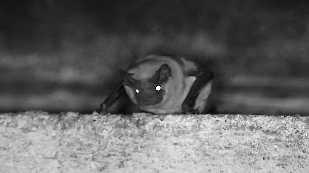 When Darkness Wakes the Bats