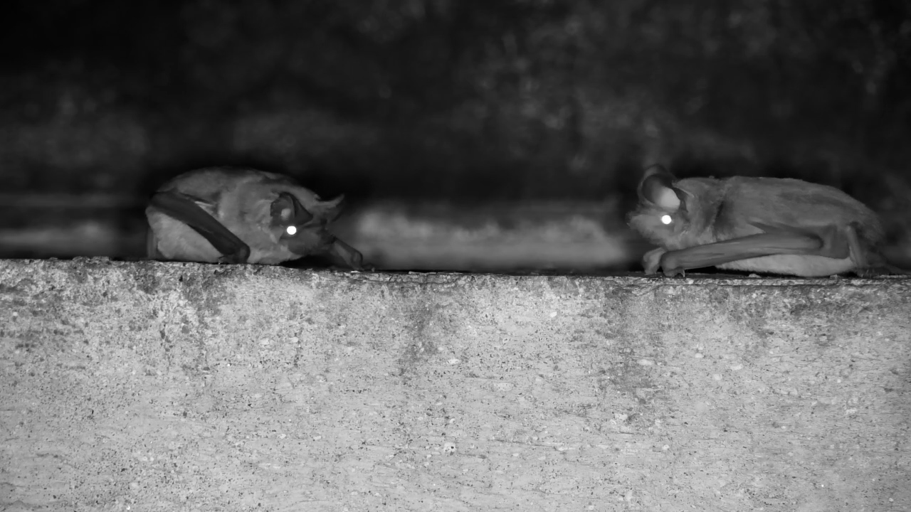Bats Chatting on the Bridge