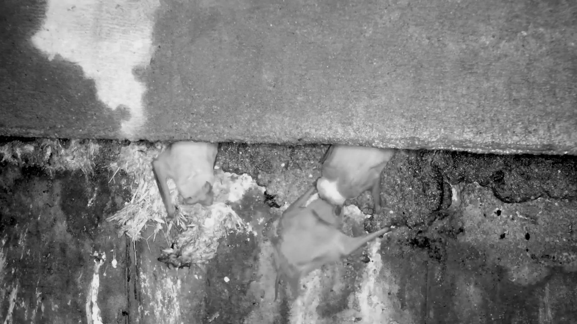 Evening Bat Hangout Beneath the Kruger Shalati Bridge