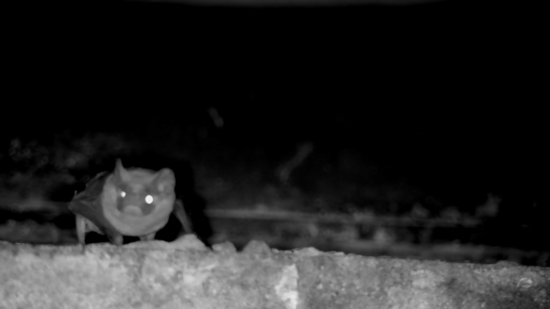 Bat Snacks and Grooms Under the Kruger Bridge