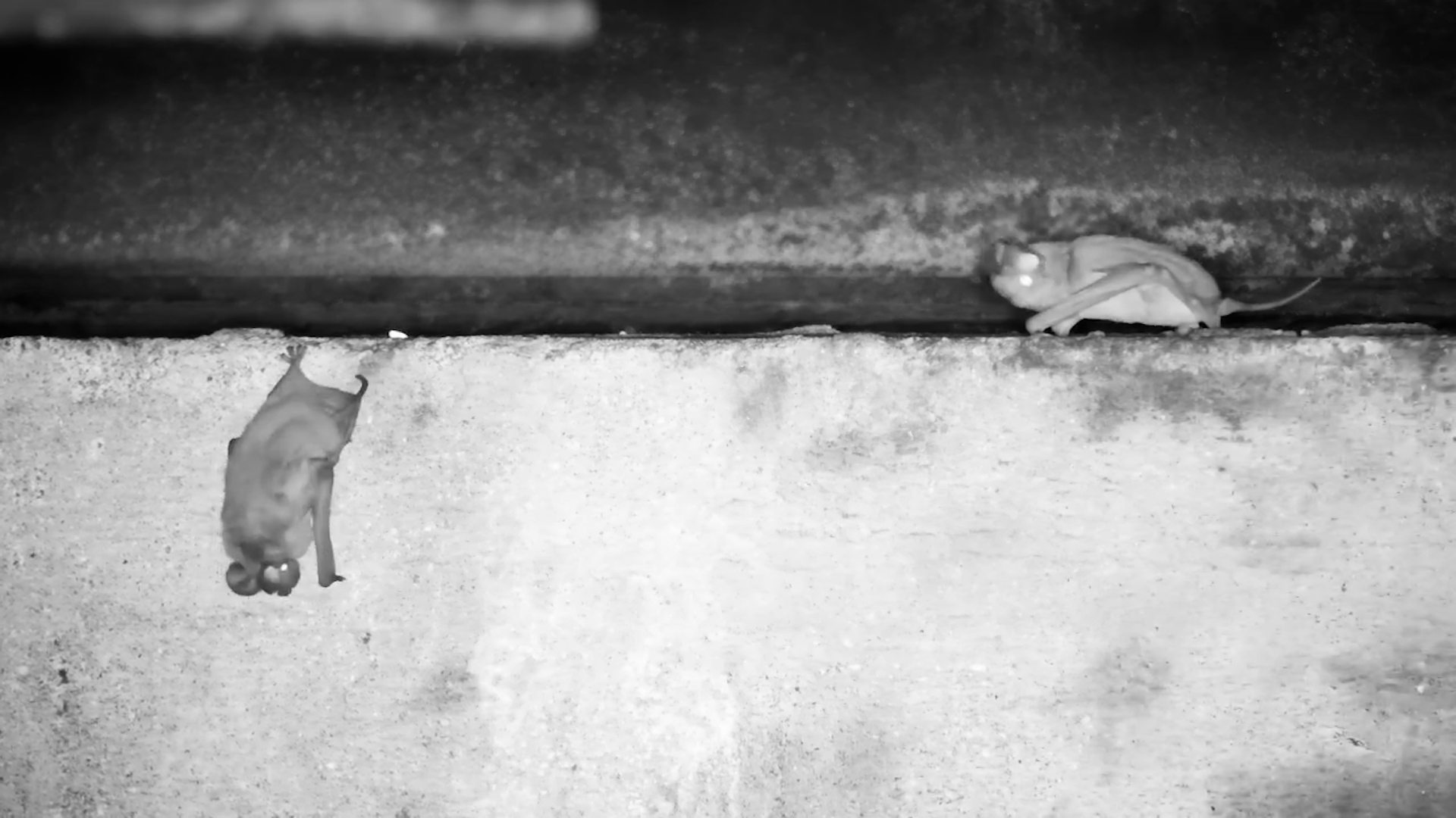 Bat Besties Under the Bridge