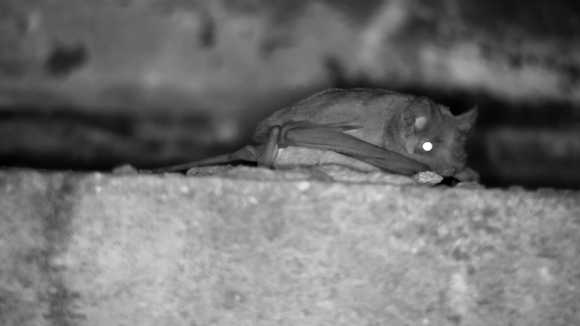 Bats Go About Their Evening Routine