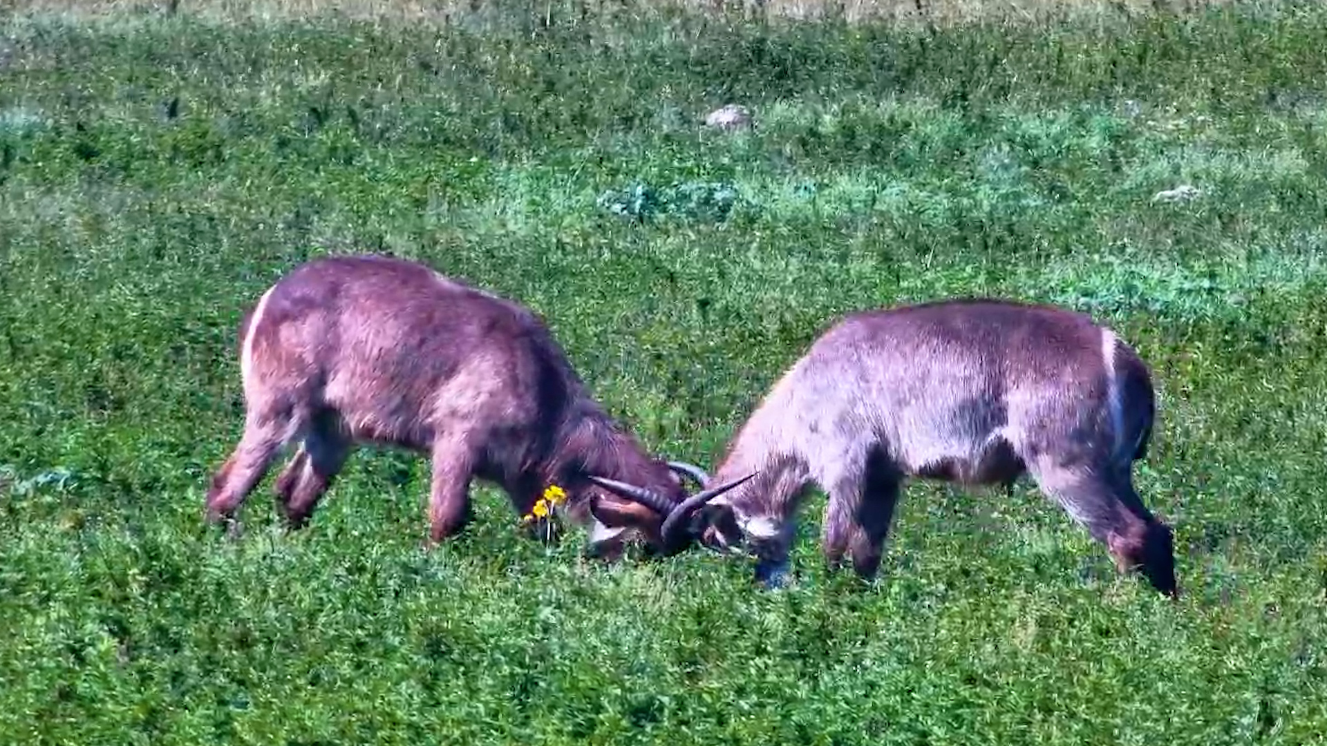 This Is How Waterbuck Settle Things