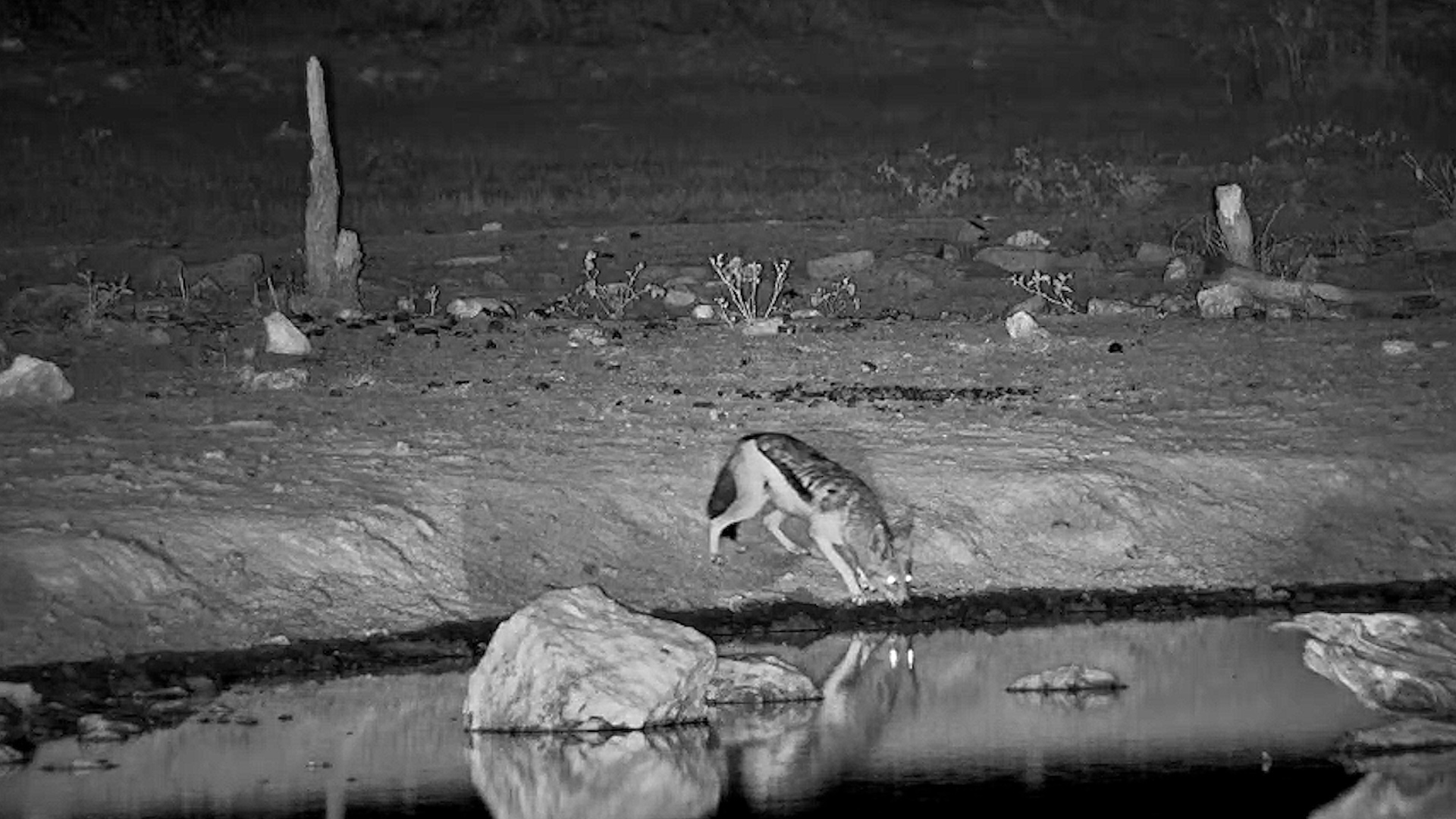 Jackal Couldn't Relax at the Waterhole