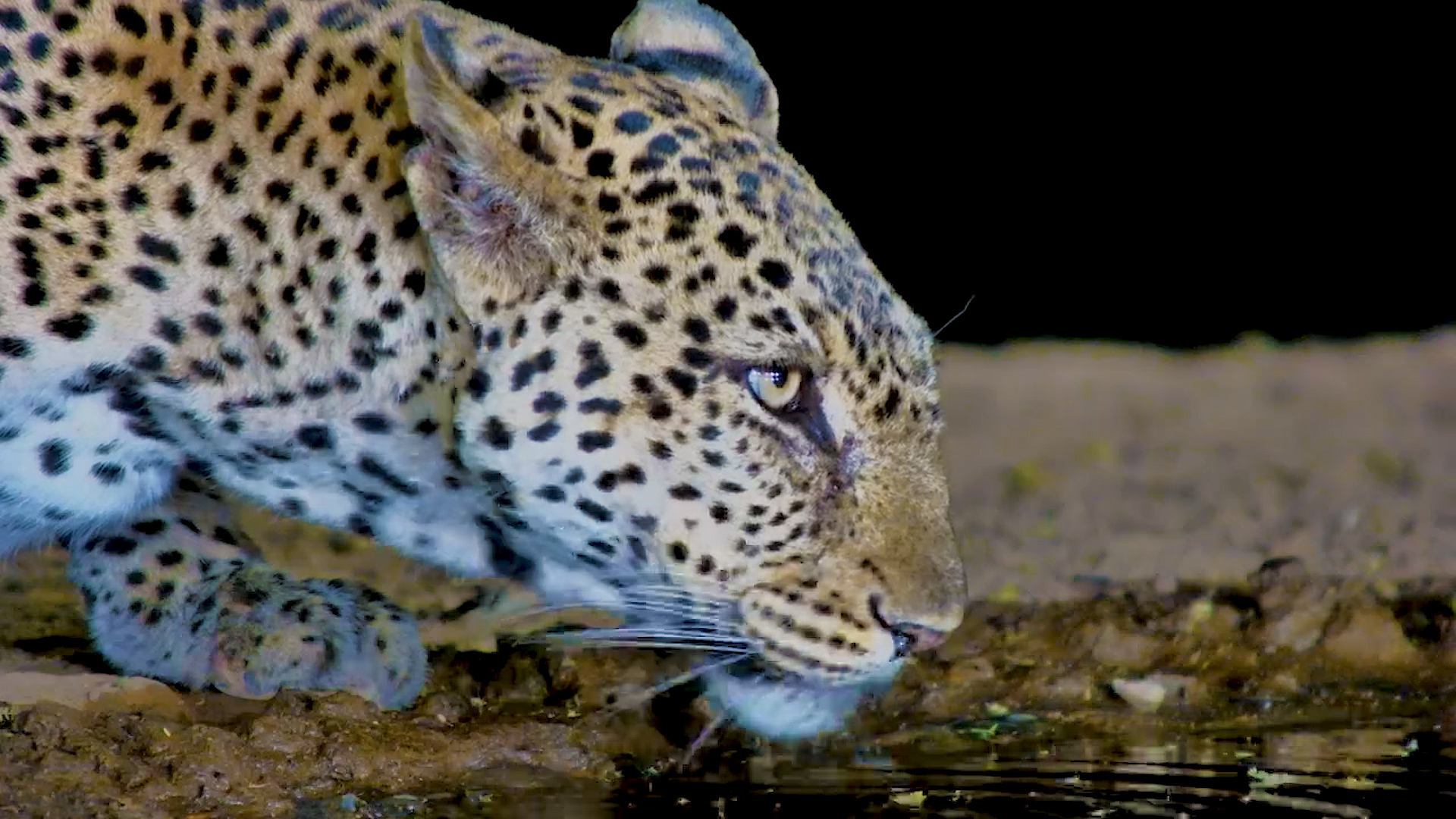 Beautiful Leopard Drinks at Lentorre