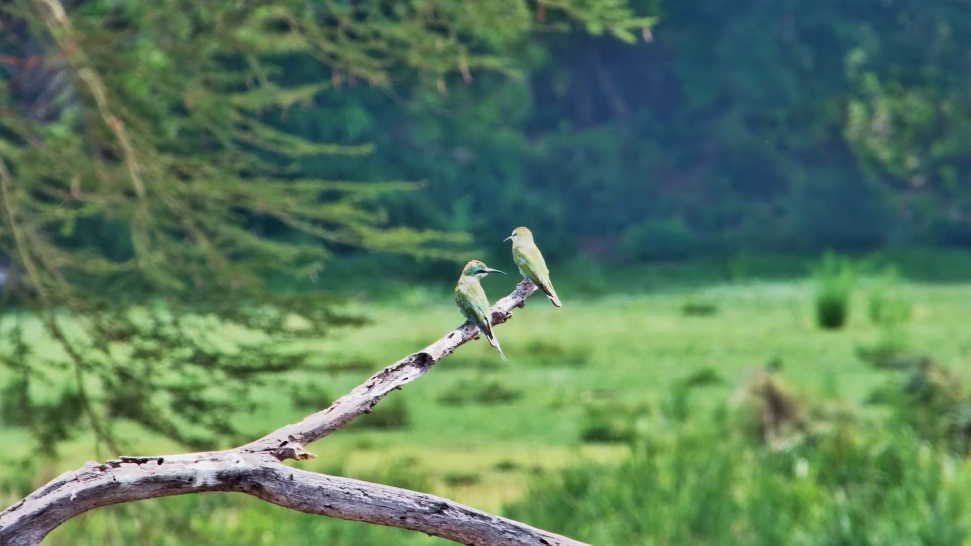 Blue-Cheeked Bee-Eaters Perched in the Wild