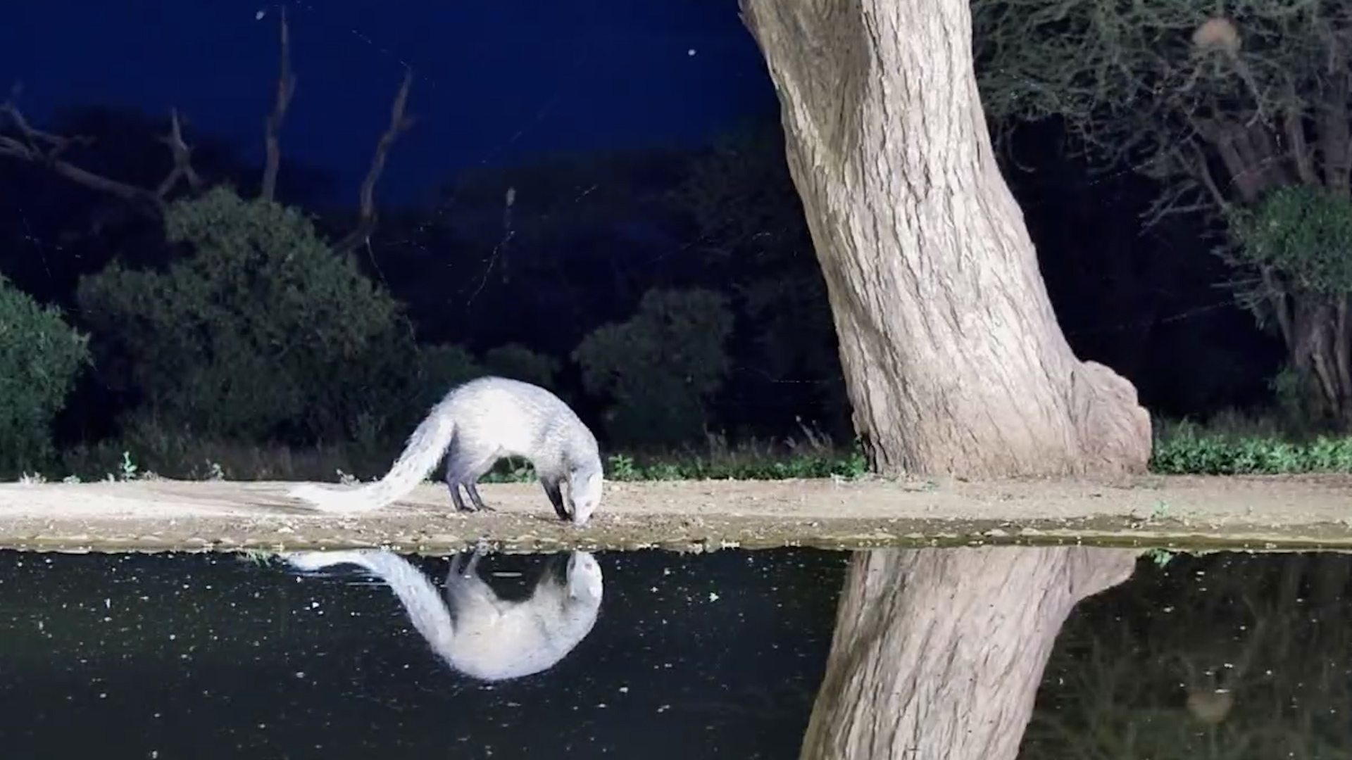 White-Tailed Mongoose on the Hunt After Dark