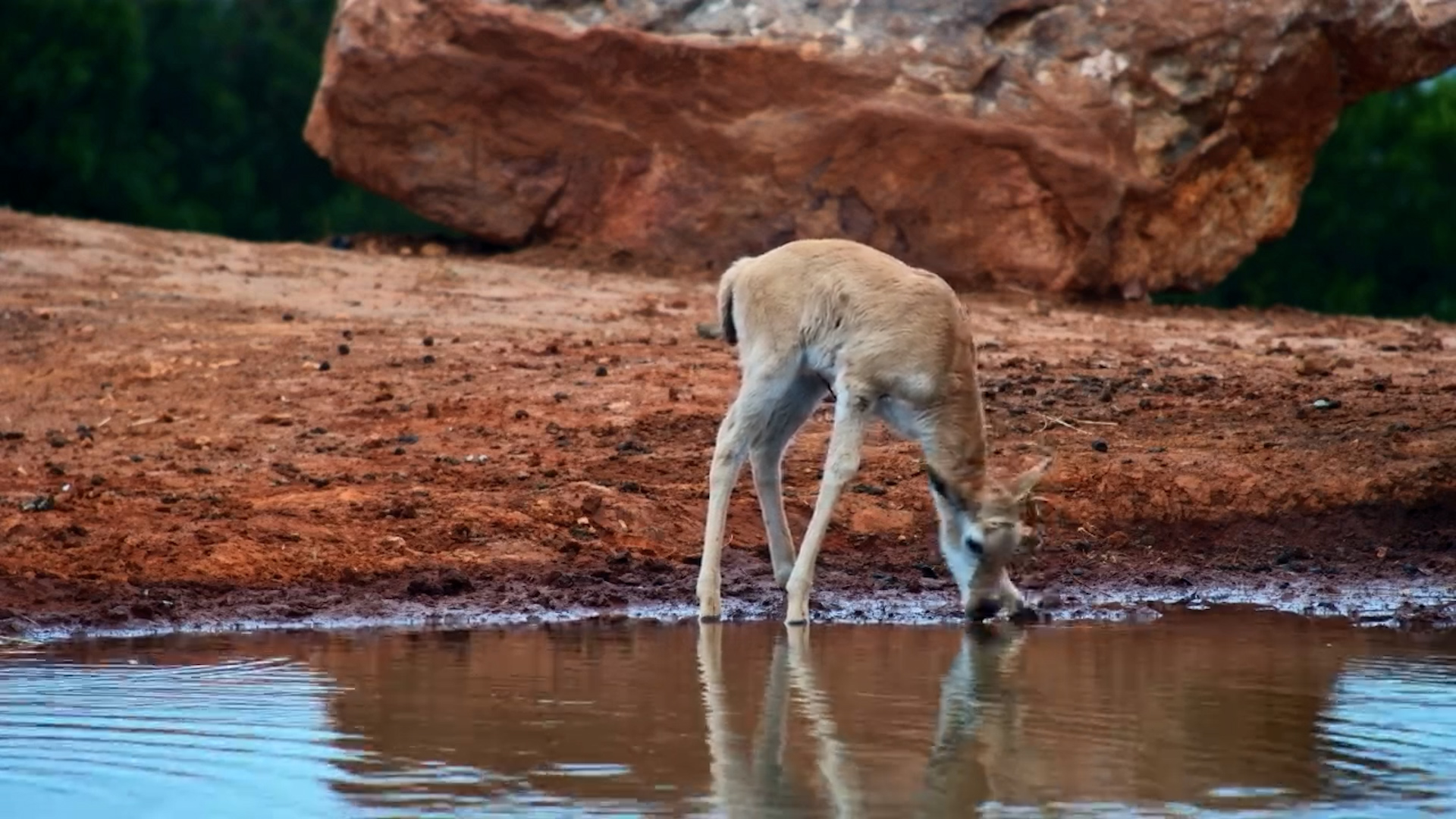 Newborn Blesbok Zoomies!
