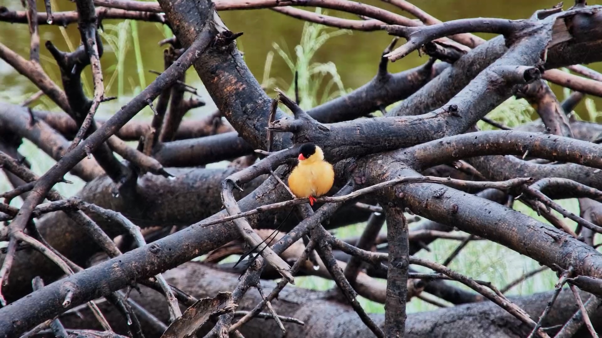 Puffed-Up Shaft-Tailed Whydah Perched on a Branch