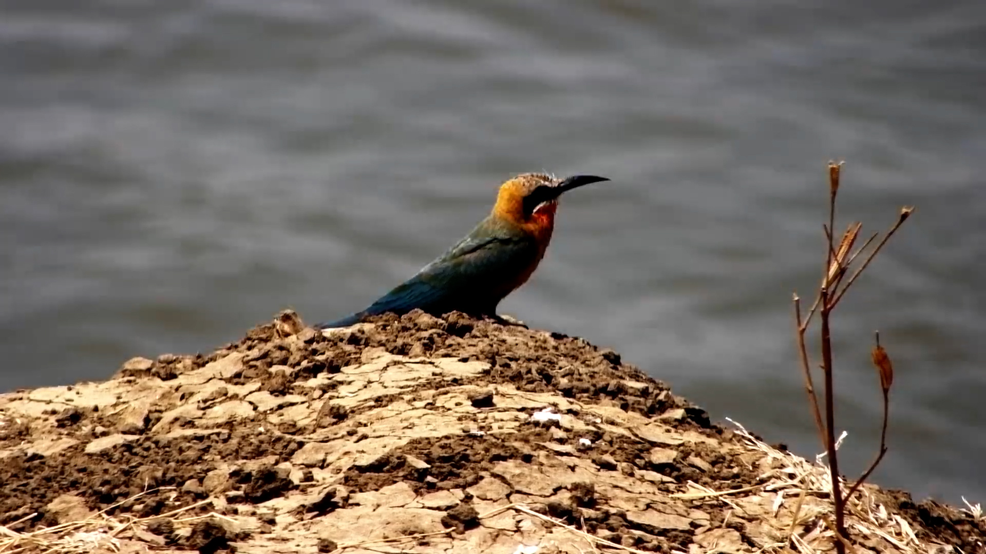 White-Fronted Bee-Eater on Watch at Tembo Plains