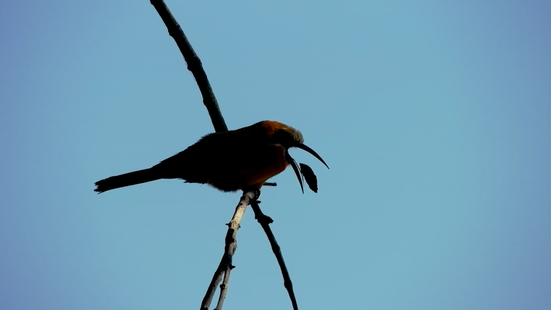 Little Bird Did Something Strange