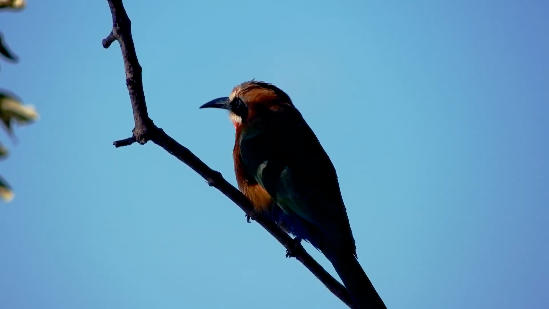 A White-Fronted Bee-Eater Struck the Perfect Pose