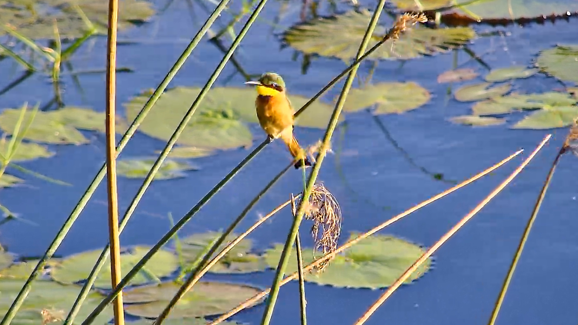 The Perfect Perch, The Perfect View…