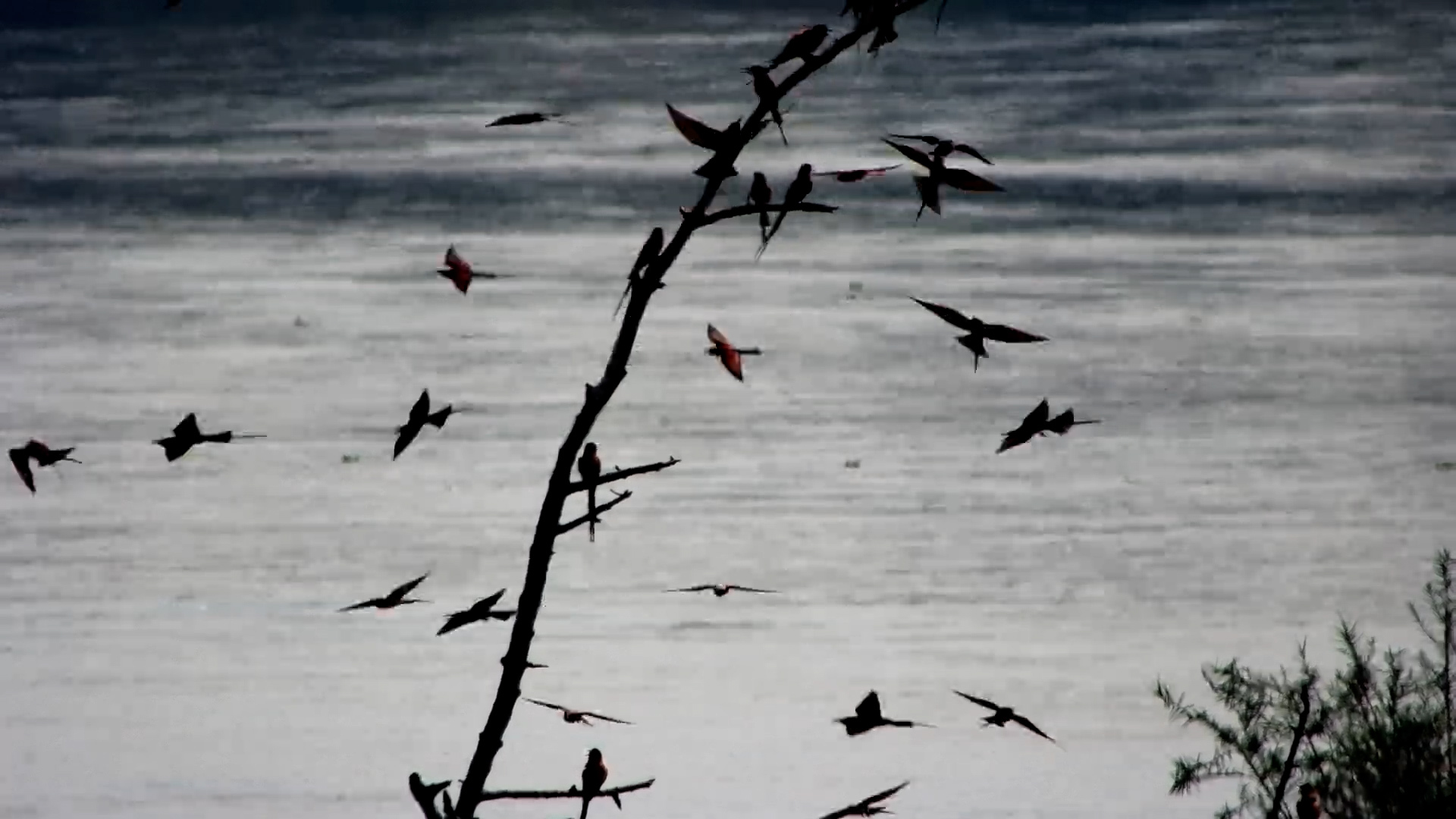 Bee-Eaters Silhouetted by the River