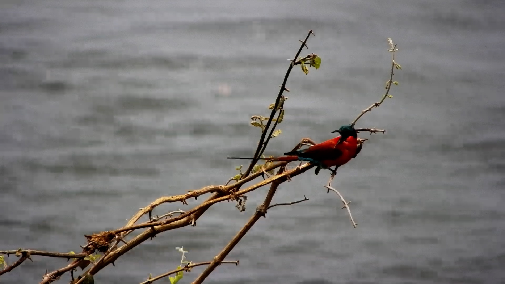 Two Bee-Eater Species Side by Side