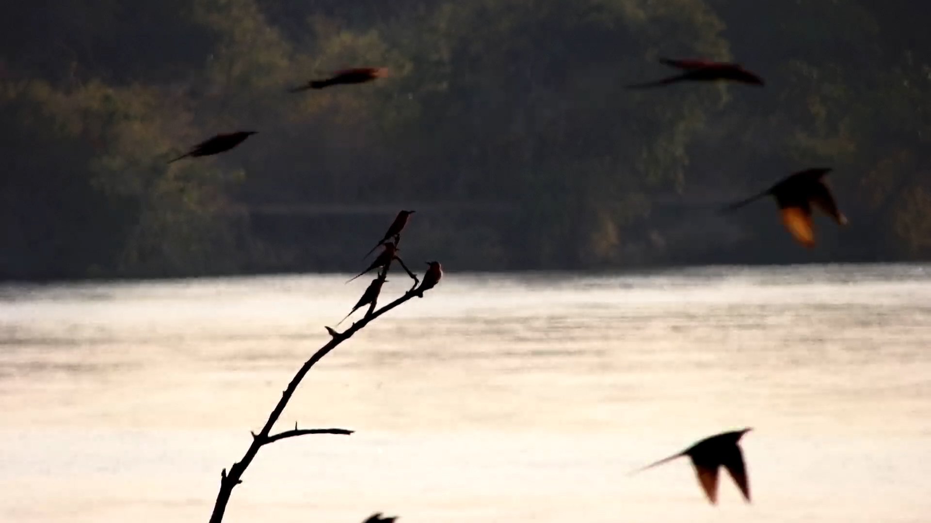 Carmine Bee-Eaters Over the Zambezi