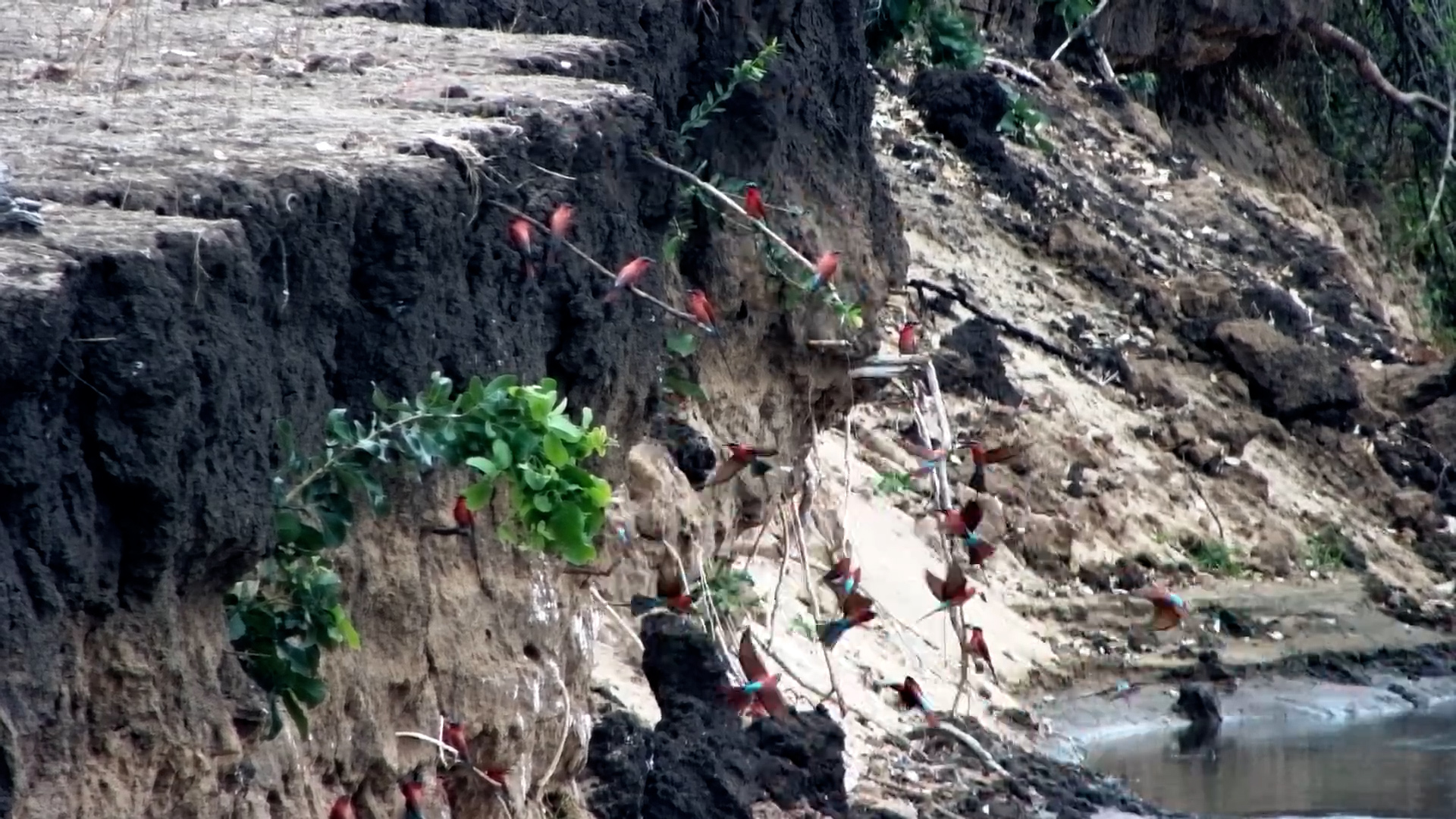 Southern Carmine Bee-eater Frenzy at Tembo Plains