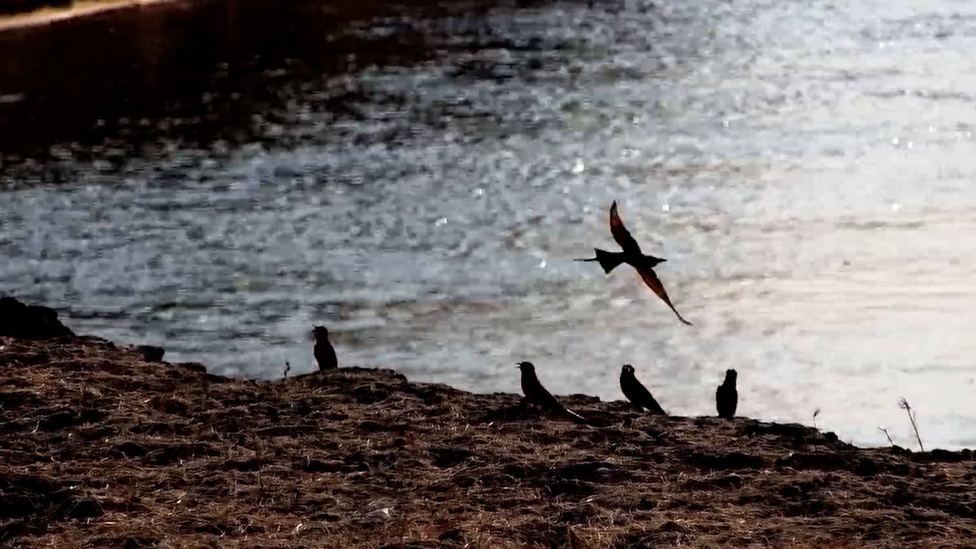 Beautiful Bee-Eaters Perch Along the Riverbank