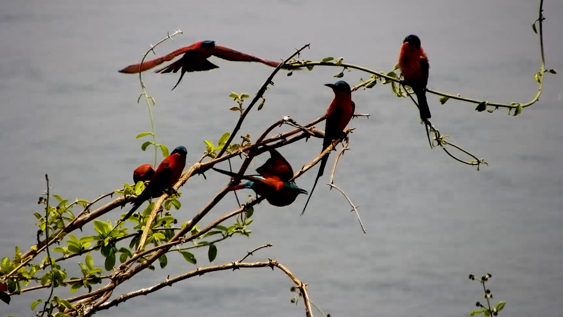 Bee-Eaters Perch Over the Zambezi
