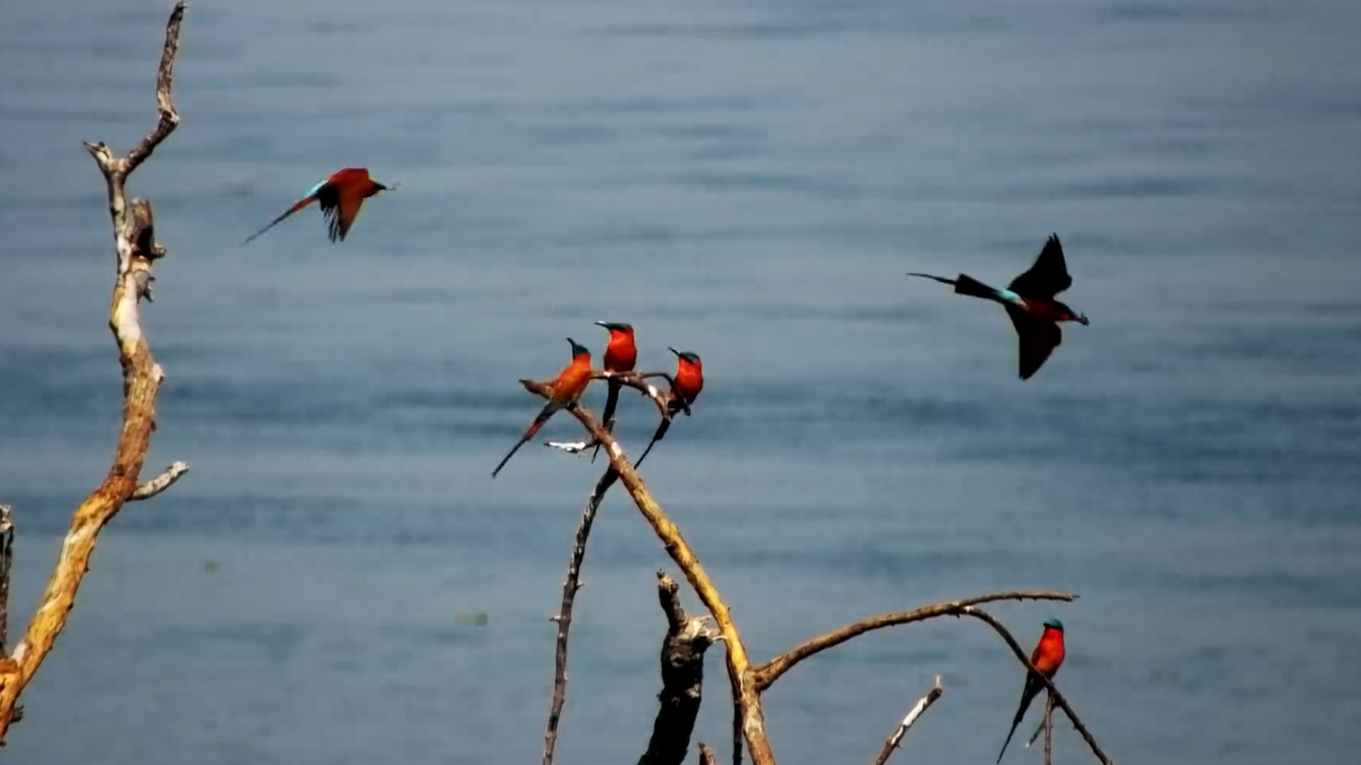 Carmine Bee-eaters Perched Over the Zambezi River