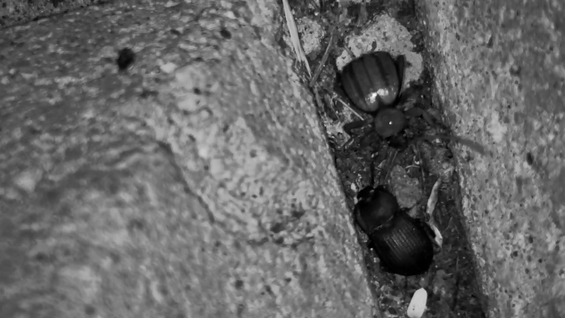 Who’s Crawling Below the Camera?